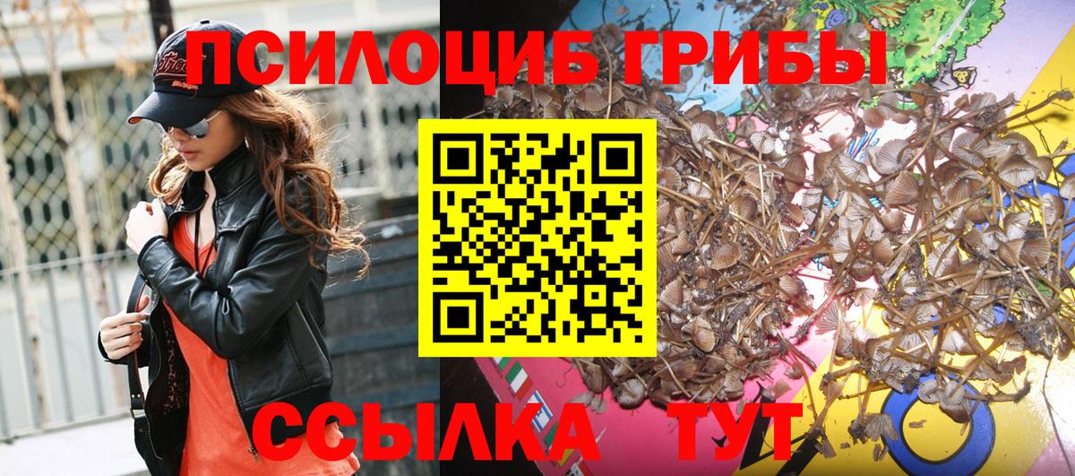 Галлюциногенные грибы Psilocybe Арсеньев